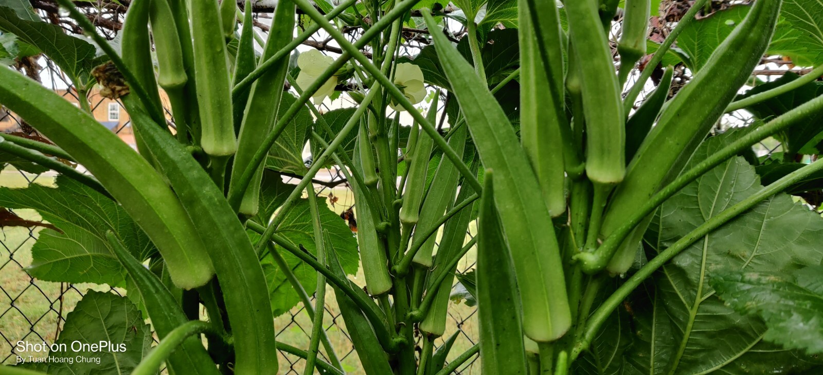 30 Okra Seeds / Đậu Bắp for 2024 season