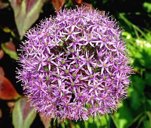 ONION ORNAMENTAL STAR OF PERSIA Allium Christophii – 20 Bulk Seeds