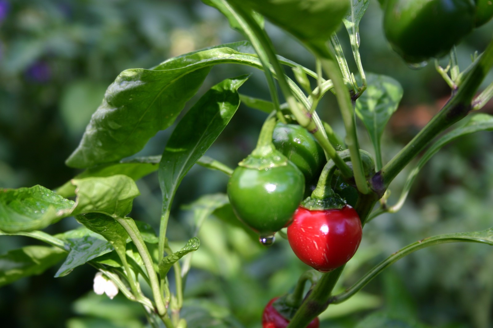 South African sweet piquante peppa-dew pepper seed – 40 seeds