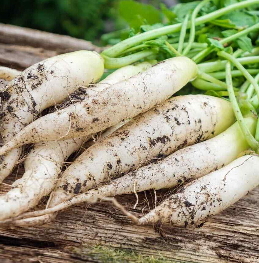 White Icicle Radish Seeds | Long Baby Daikon Radishes Asian Vegetable Seed 2024
