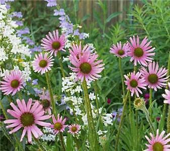 Echinacea tennesseensis Rocky Top Hybrids 250 seeds