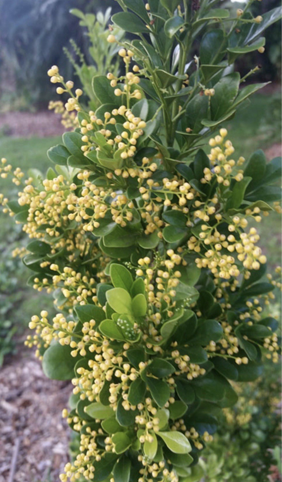 4″Pot of Chinese Perfume Plant-Aglaia odorata-False Lemon Tree-Lemon Scented