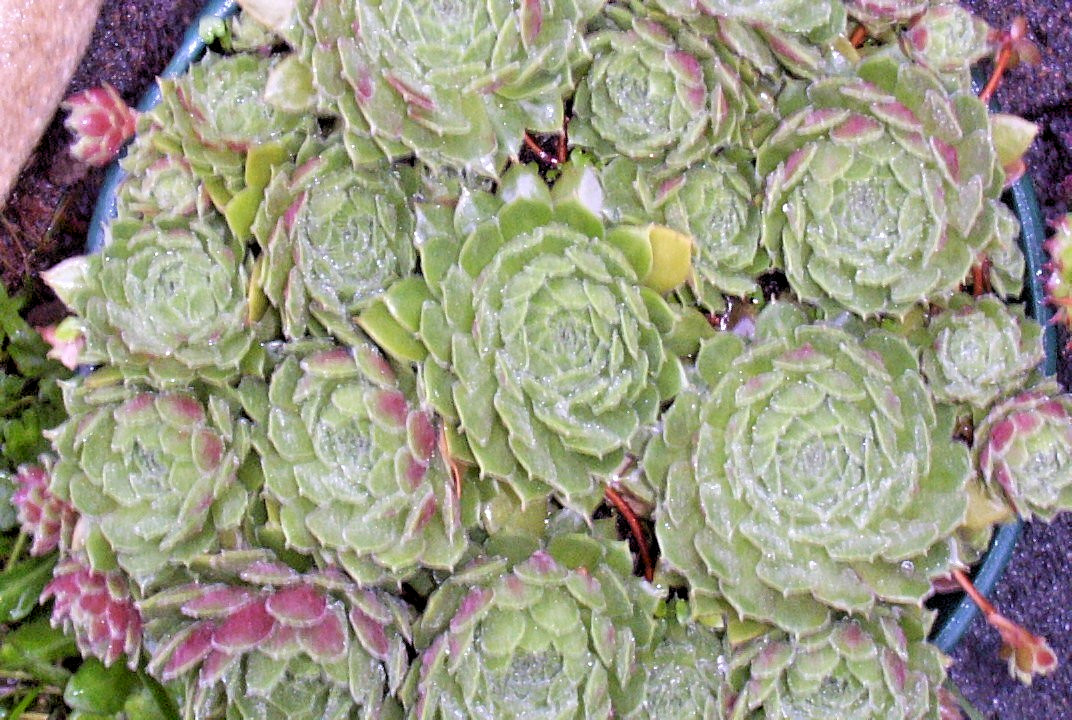 Hen and chicks 200 seeds large mix of varieties and colors sempervivum