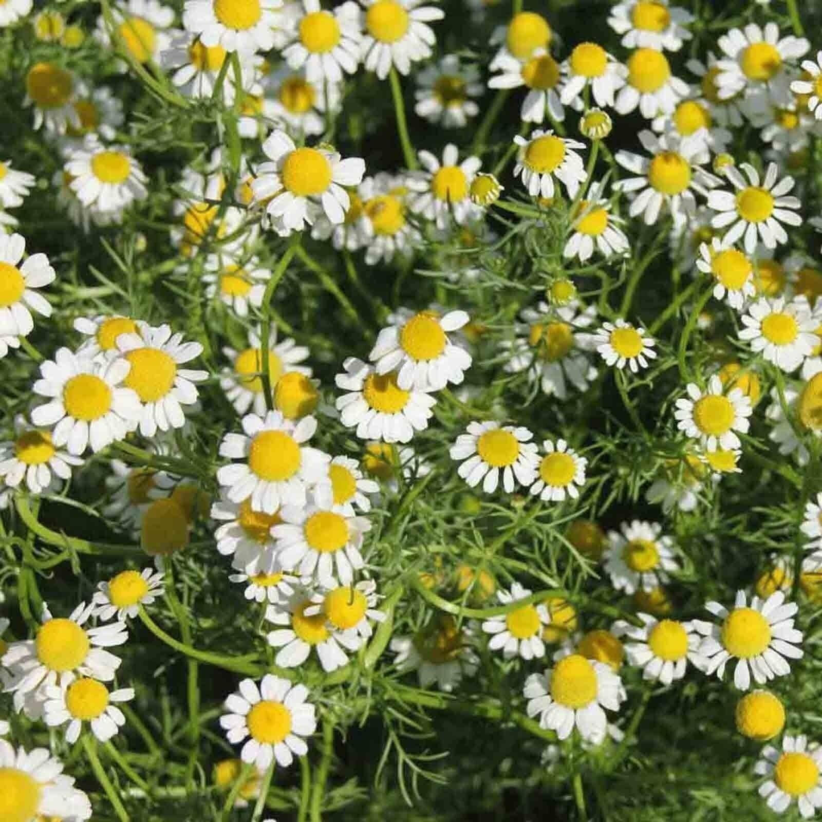 SCARBOROUGH SEEDS ROMAN CHAMOMILE 1000 SEEDS GROUNDCOVER EDIBLE LANDSCAPING LAWN