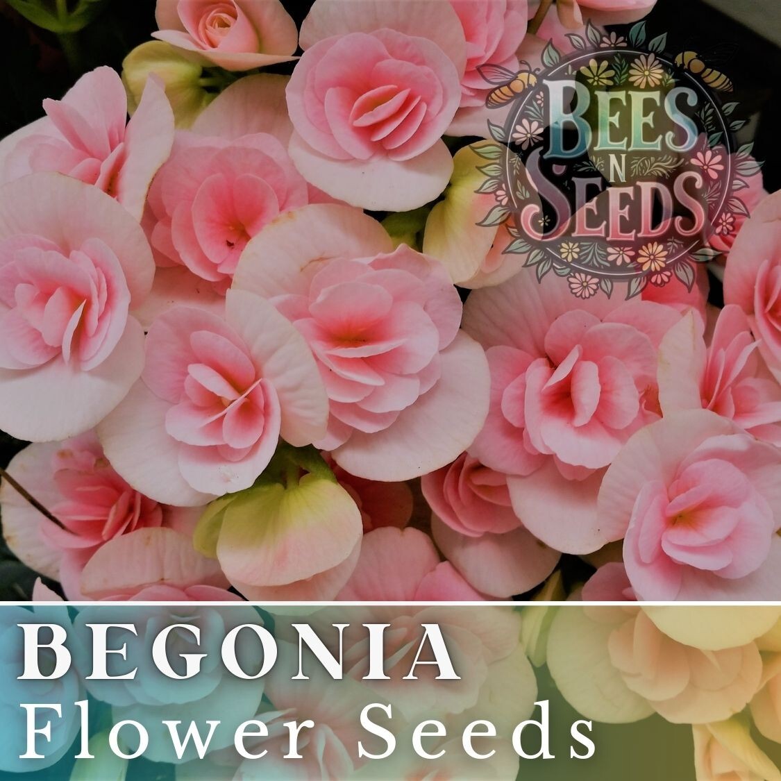 Tender Bloom Begonia Seeds 45 or 125 Seeds Flower, Flower Seeds, Non GMO
