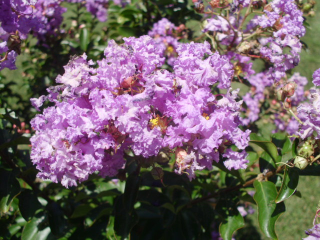 25 CATAWBA CREPE MYRTLE SEEDS – Lagerstroemia indica