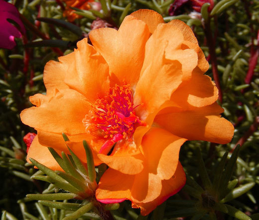 MOSS ROSE ORANGE Portulaca Grandiflora – 1,250 Bulk Seeds