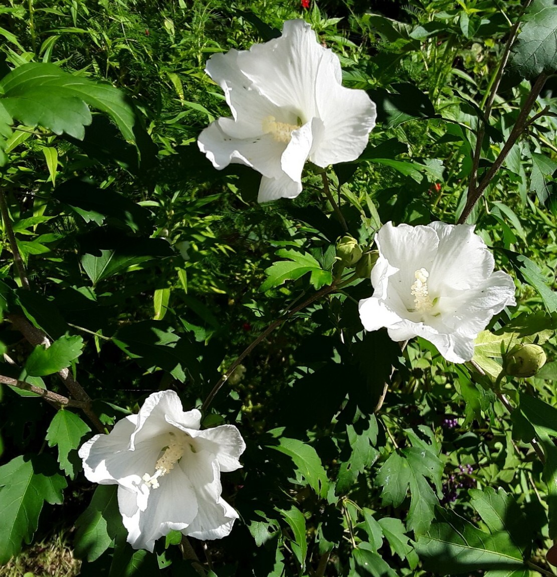 50+White Rose of Sharon Seeds(Hibiscus syriacus/Aphrodite Althea/hardy hibiscus)