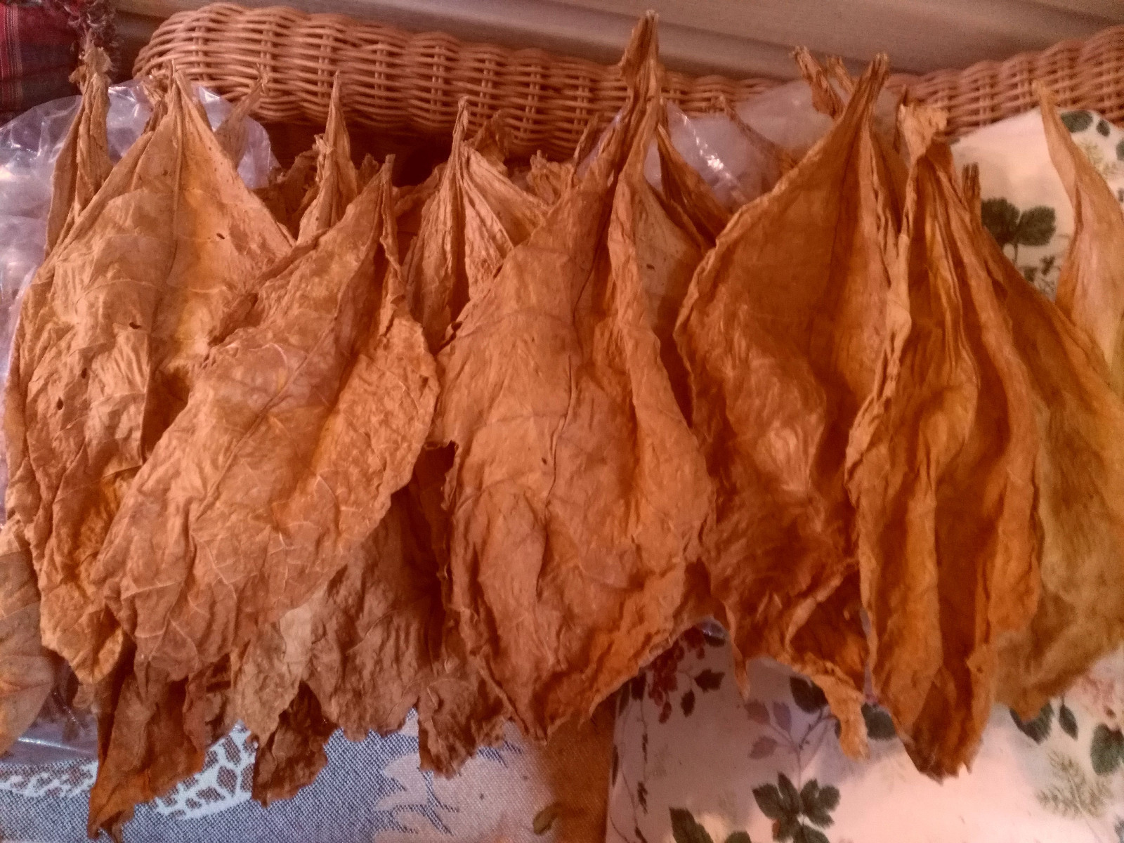 Kentucky 17 Burley Tobacco 2000+ SEEDS Growing Instructions Incl FRESH 2024 Crop