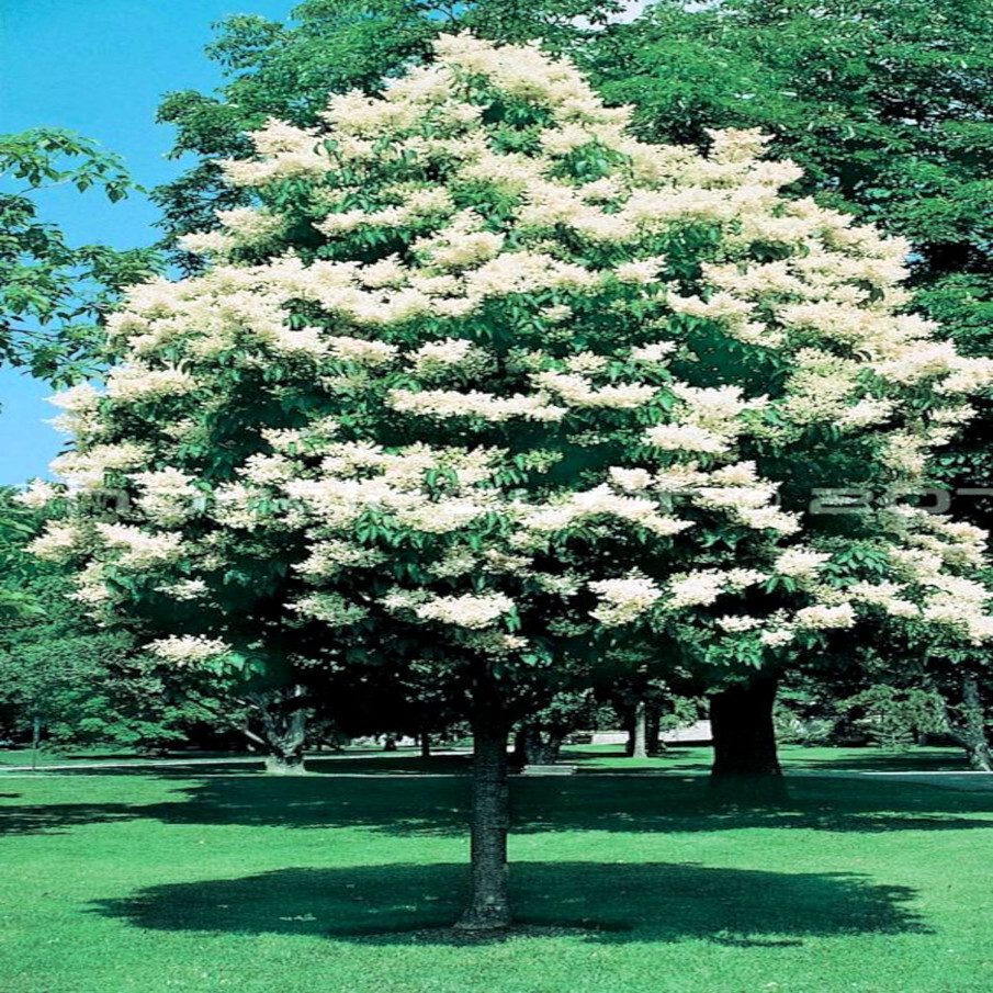 Japanese White Lilac Tree Seeds Flower Plant Cold Hardy Butterflies Hummingbirds
