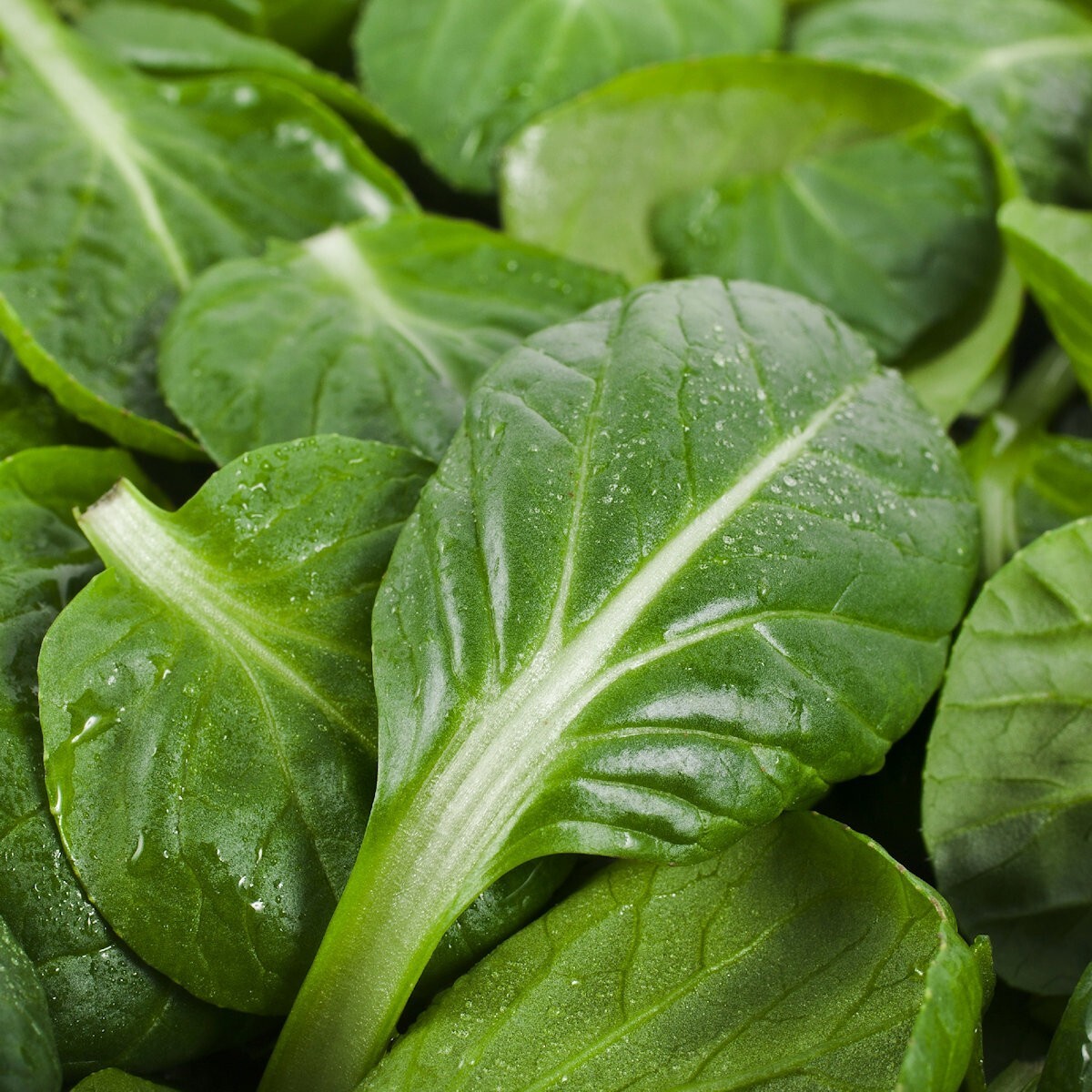 1 Oz Tat Soi Chinese Cabbage Seeds – Everwilde Farms Mylar Seed Packet