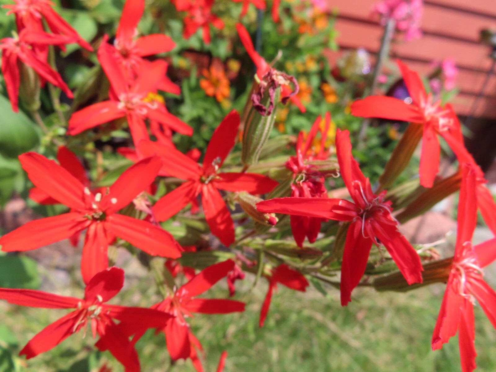 Royal catchfly – Silene regia – Organic Seeds (15) – Perennial – Red Flowers