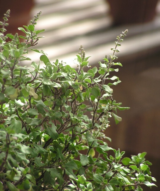 1000 Green Sacred Basil – Ocimum tenuiflorum Seeds – Medicinal and Culinary Herb