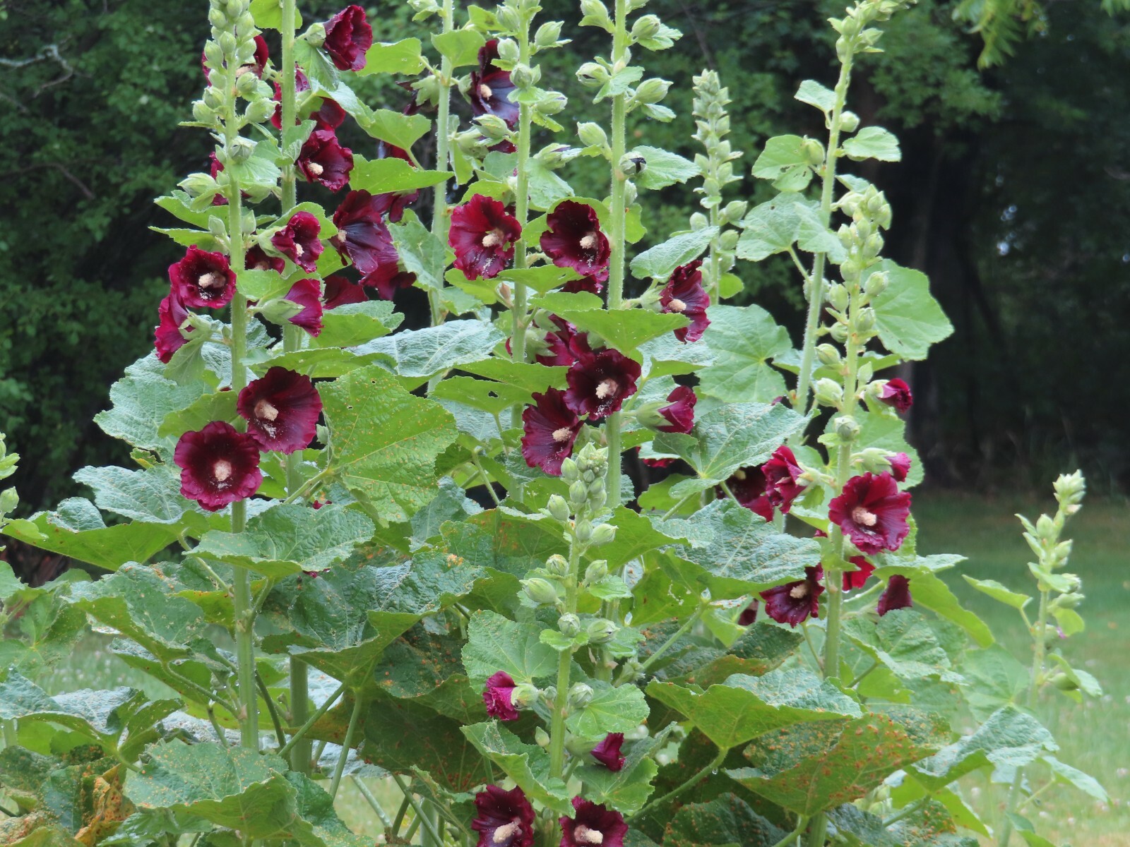 Single Black Hollyhock Seeds Perennial Giant Flower Garden 20+ FRESH seeds