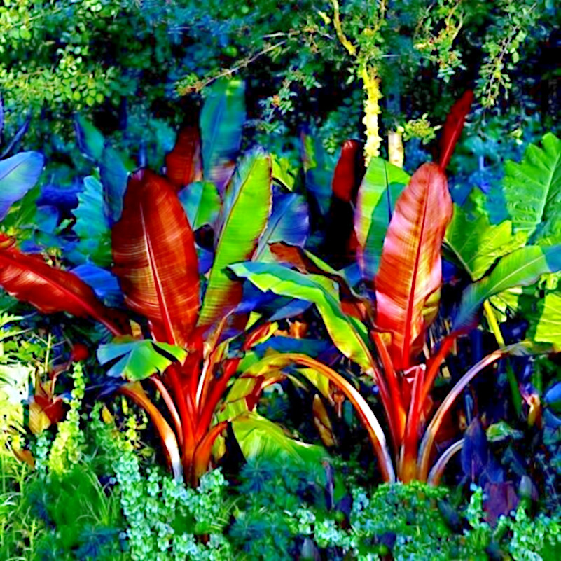 10 Red Abyssinian (Musa Ensete ventricosum) False Banana Plant Tree Seeds RARE