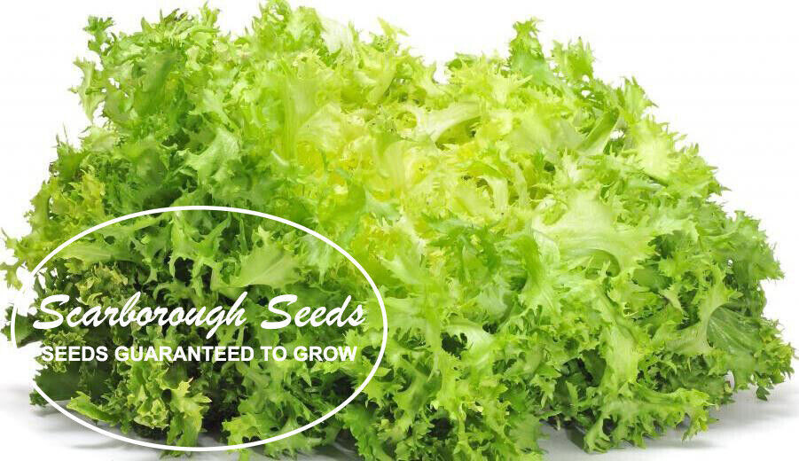 SCARBOROUGH SEED Endive Green Curled Ruffec 1000 Seeds heirloom Non-GMO