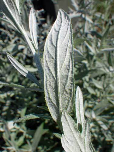 Artemisia ludoviciana | Silver Wormwood | White Sagebrush | 100 Seeds