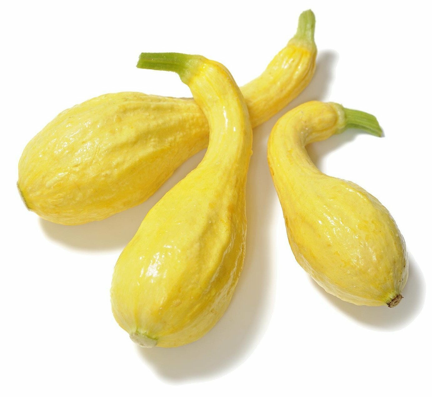 Organic Summer Crookneck Squash – Cucurbita maxima
