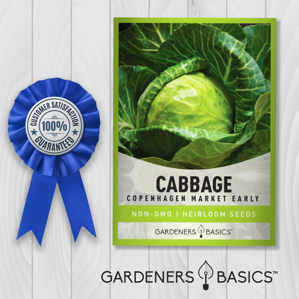 Copenhagen Market Early Cabbage Seeds