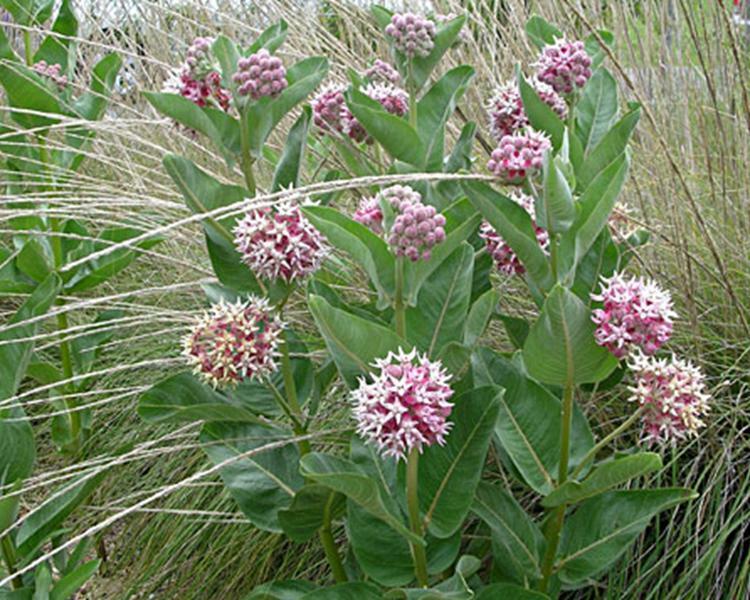 50+ Showy Milkweed Seed, FOOD FOR BUTTERFLIES AND HUMMINGBIRDS, Only Fresh Seeds