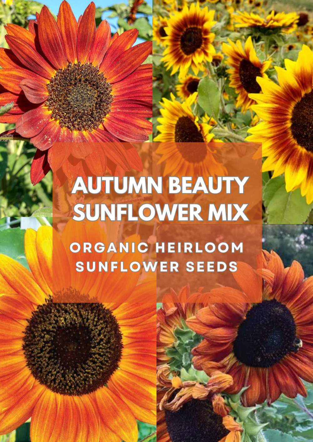 Organic Heirloom *Autumn Beauty Mix* Sunflower Flower Seeds 🌻
