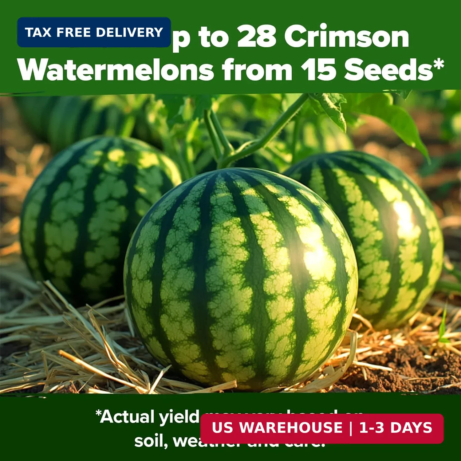 HOME GROWN Organic Crimson Sweet Watermelon Seeds 15+ Heirloom Non-GMO, High Ger