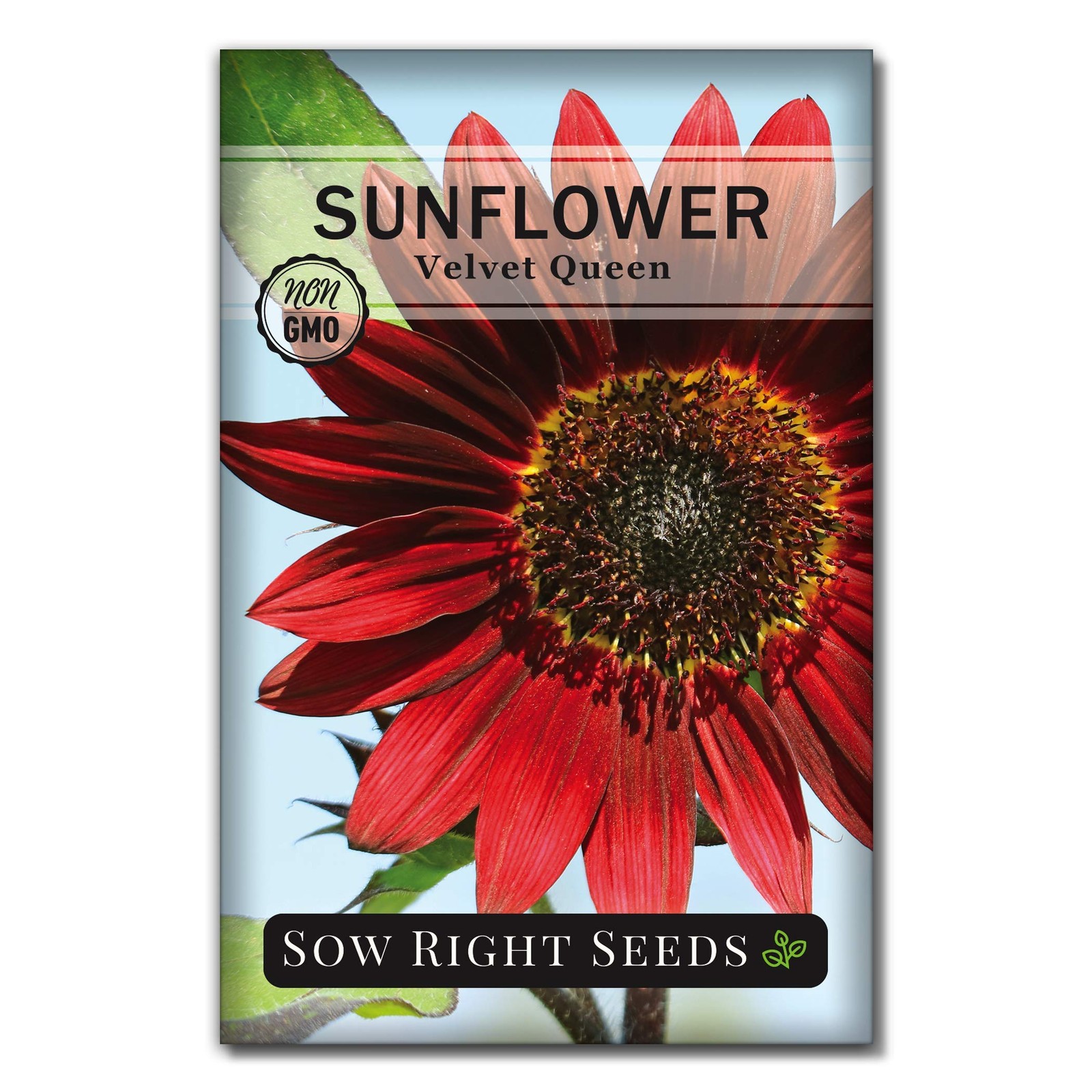 – Velvet Queen Sunflower Seeds for Planting – Grow Giant Sunflowers Outdoors …