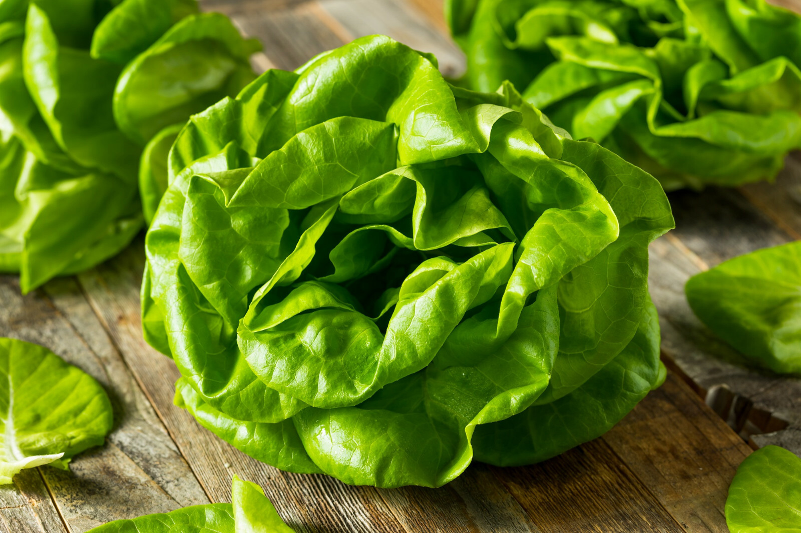 1100+ Buttercrunch Lettuce Seeds – Non-GMO Heirloom Vegetable