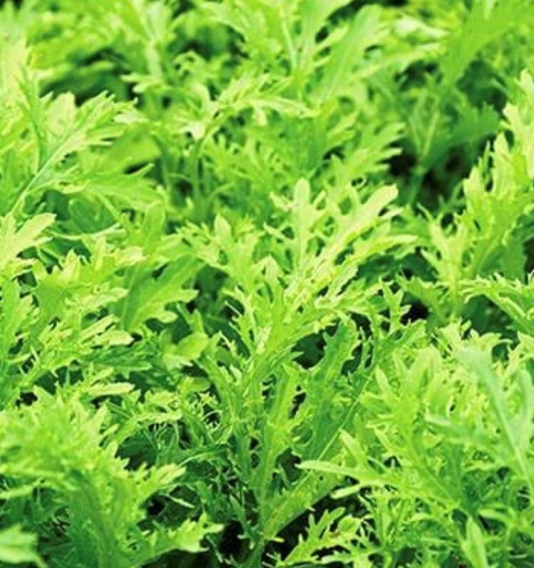 Sale**1 Oz(11,200 Seeds) Lime Streaks Mizuna Seeds