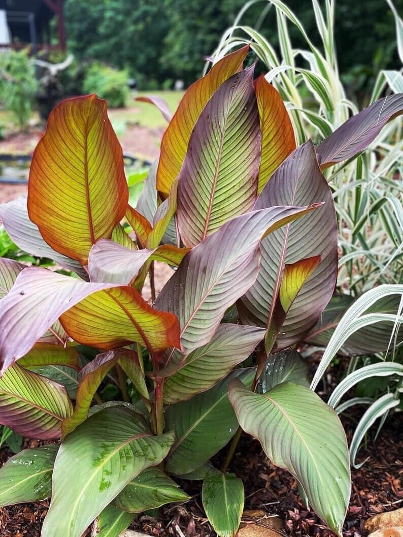Canna Lily 3 Rhizomes Tropical Bronze Purple Variegated Leaves Cold Hard