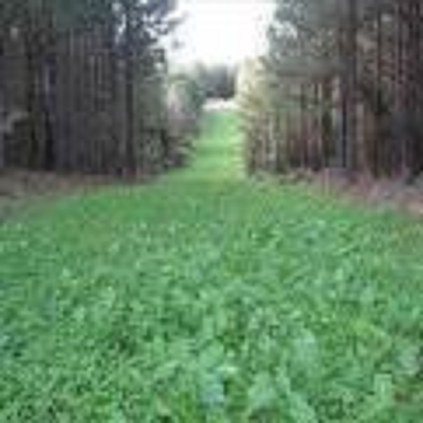 1 LBS TROPHY DAIKON FORAGE RADISH SEED FOR DEER FOOD PLOT BRASSICA DEER LOVE IT