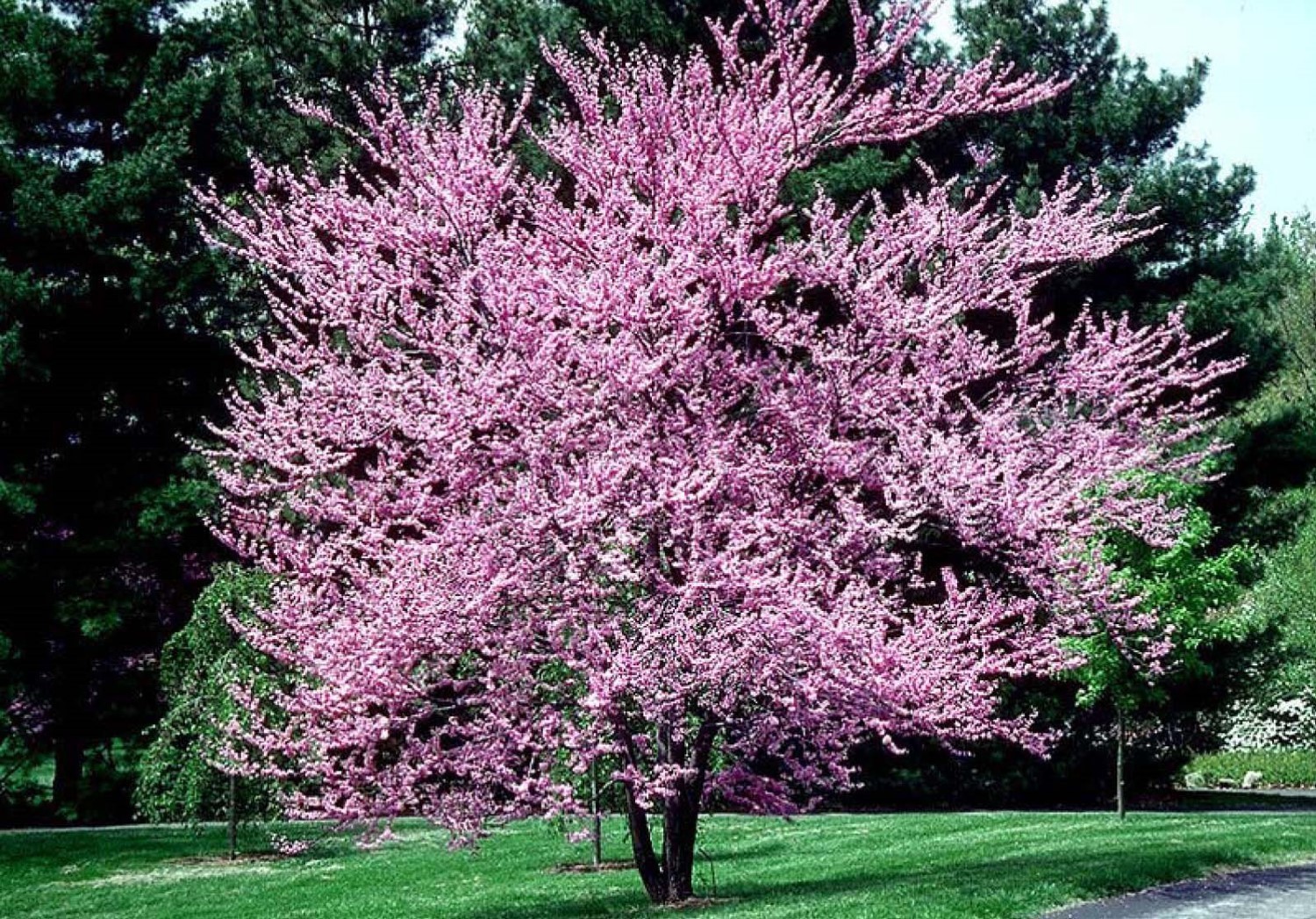 One 12-14” tall Eastern Redbud 1 year old tree (Cercis canadensis) plant