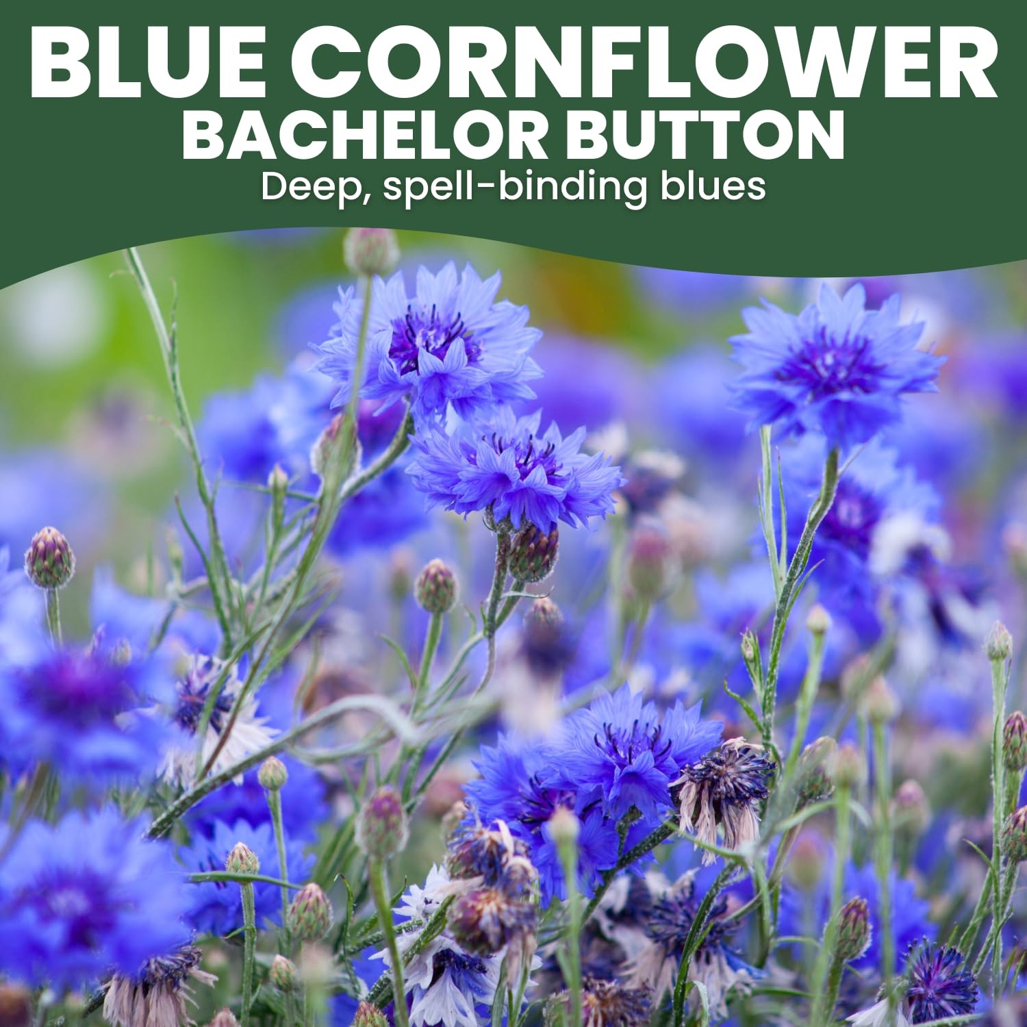 Blue Cornflower – 4,000 Seeds for Planting – 2026 Season – 1 Ounce Pouch