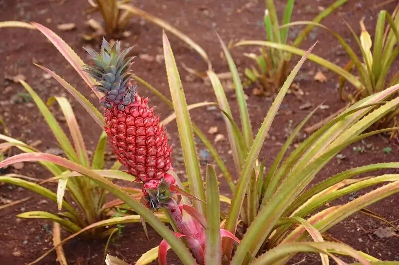 15+ Singapore Red Pineapple Seeds for Garden Planting – USA – FREE SHIPPING!