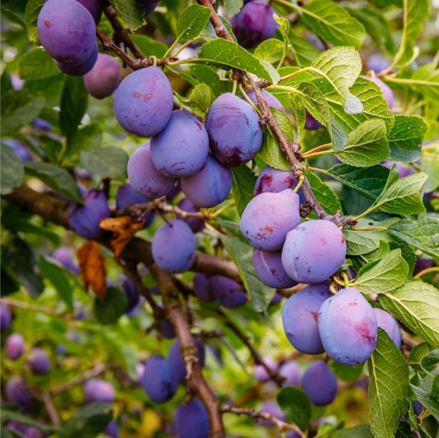 10+ Wild Plum Tree Fruit for Planting Outdoor-Perennial Native Prunus Americana