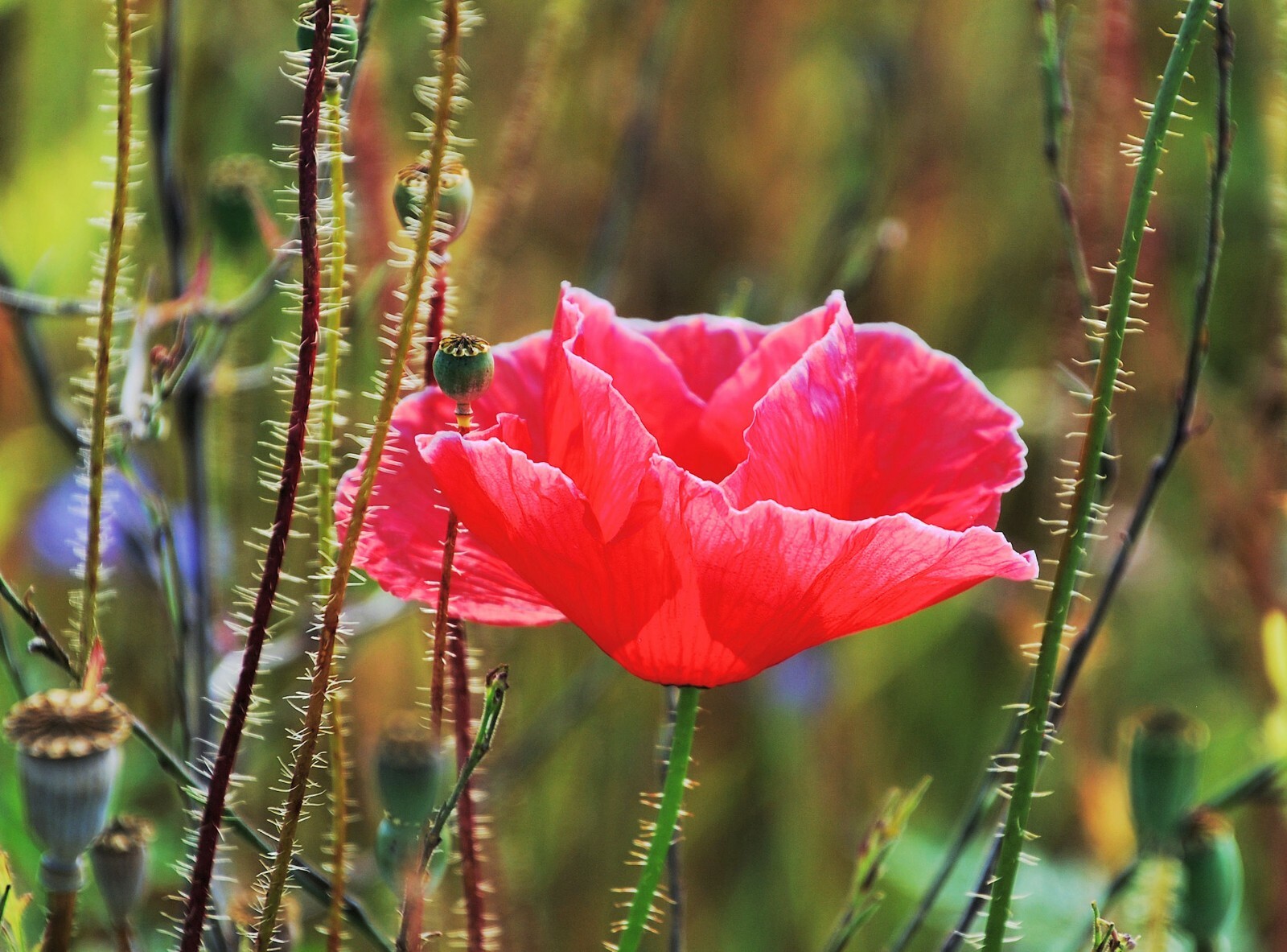 100 Seeds Pepperbox Poppy Multiple Colors Multi use plant