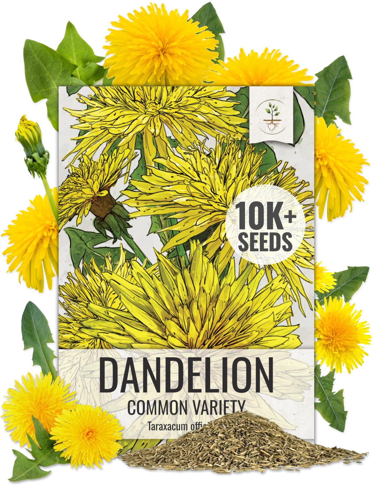 Seed Needs Herb Seeds Common Dandelion | Non GMO Heirloom Untreated