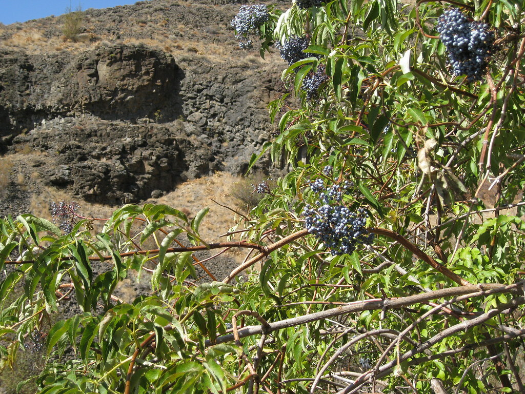 Blue Elderberry (Sambucus Caerulea), 50 seeds