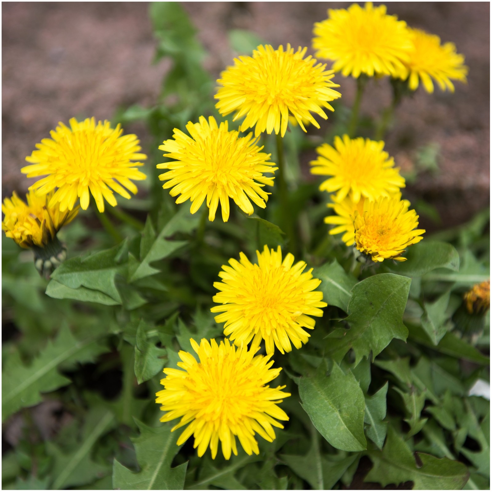 Seed Needs Herb Seeds Common Dandelion | Non GMO Heirloom Untreated