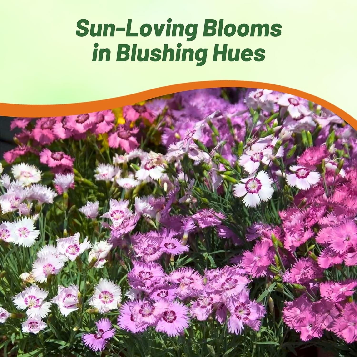 50 Seeds Dianthus Seed – Dianthus Plumarius Sweetness Ground Cover Seeds