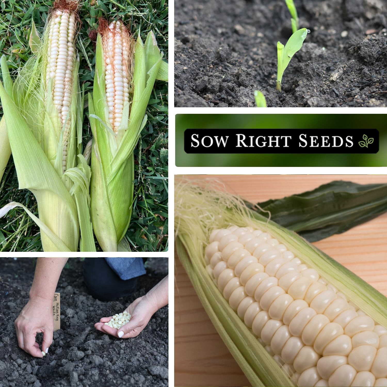Hickory King White Corn Seeds for Planting NonGMO Heirloom Packet with Inst…