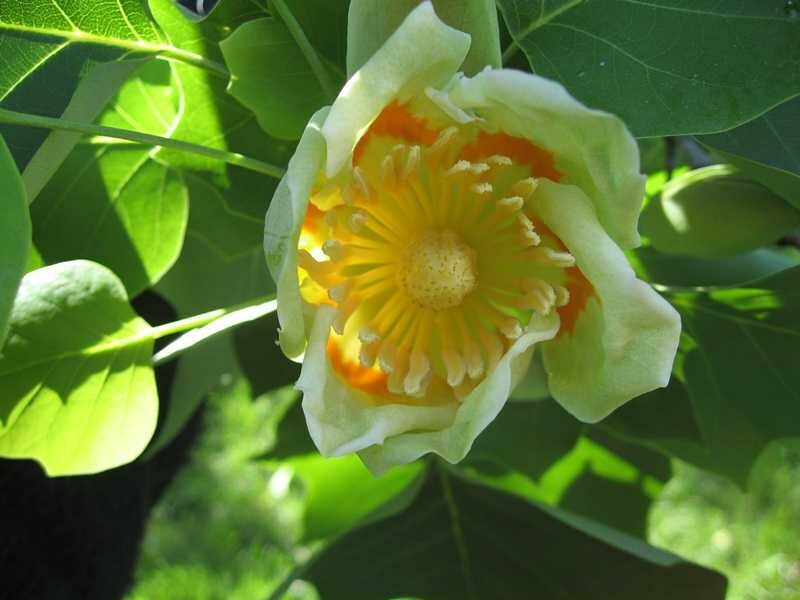 Tulip Poplar (Liriodendron Tulipifera) [APIARISTS,BEEKEEPING,NECTAR,NATIVE, 12+]