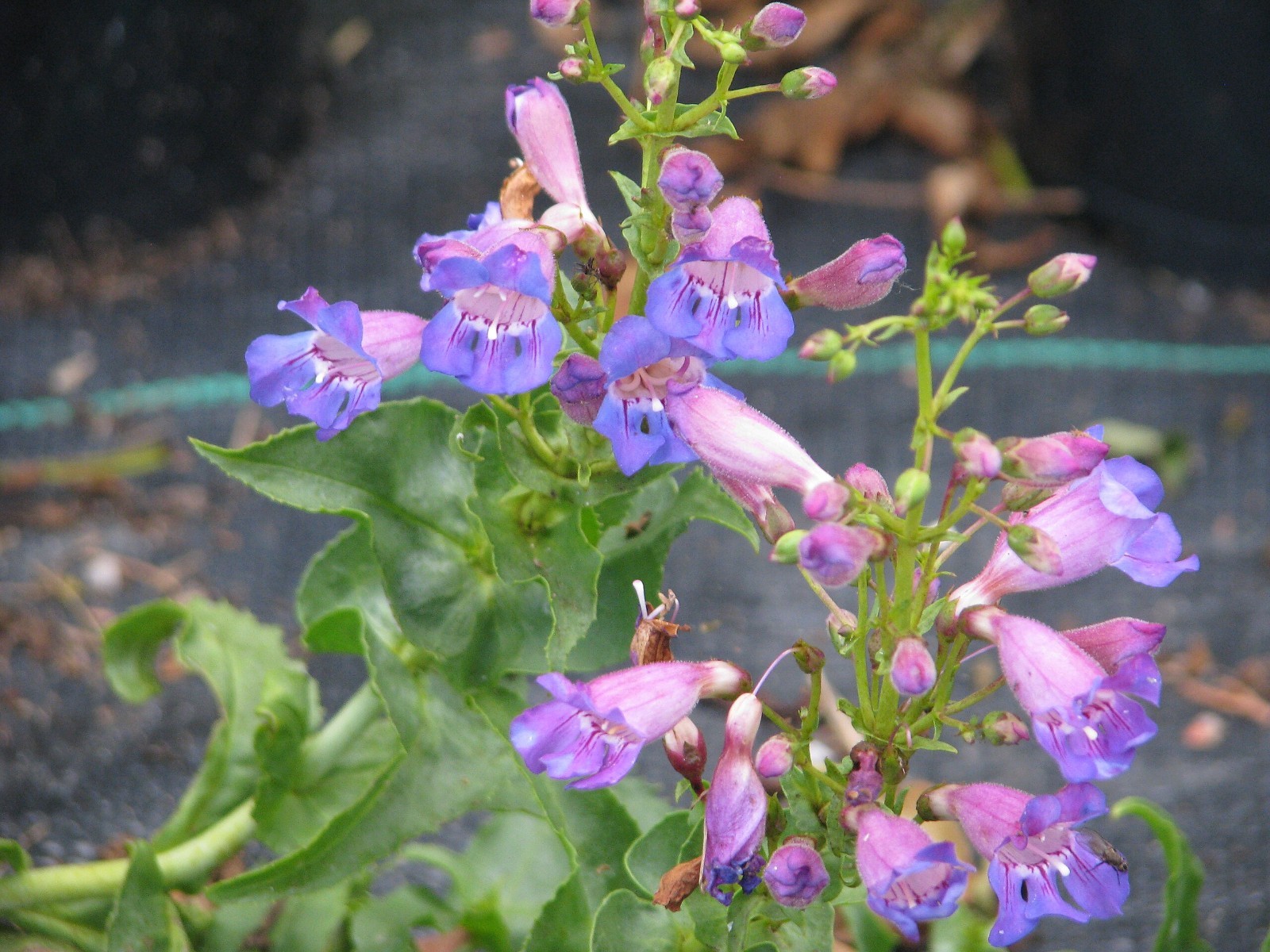 Showy Penstemon Seeds for California Native Garden Plants for Drought Tolerant L