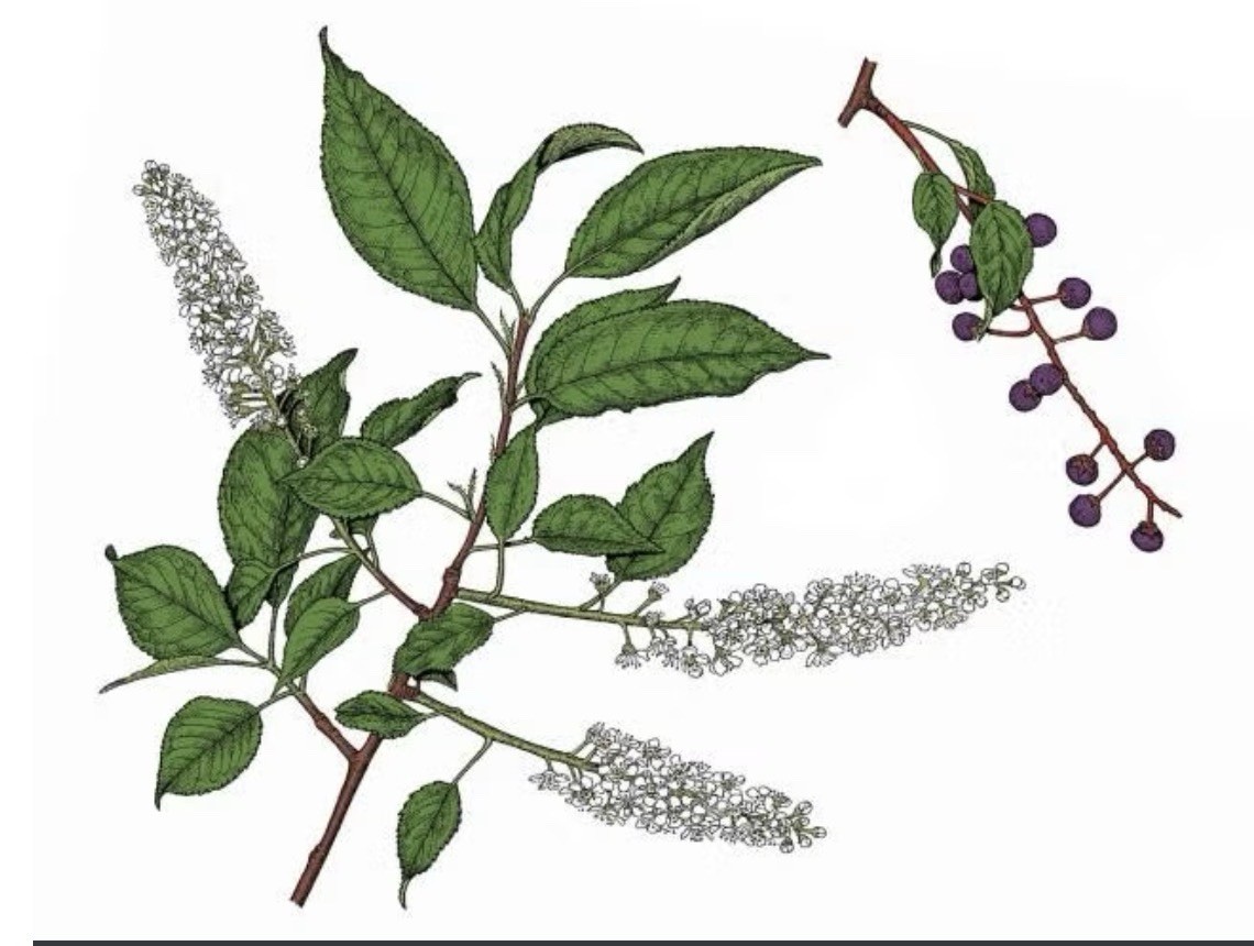 15-22” tall Black Cherry Tree Prunus serotina Bare-Root Live Plant