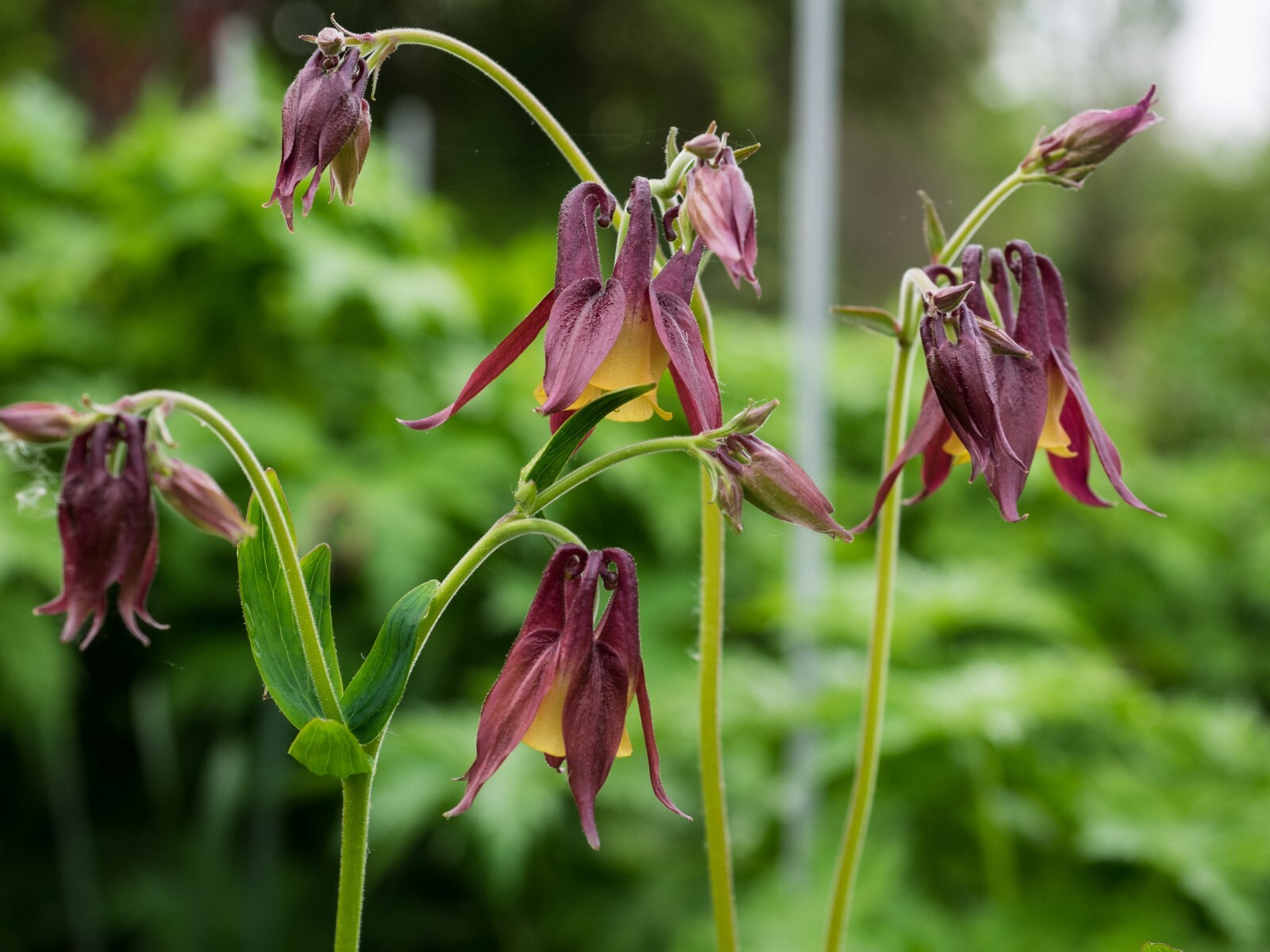 Aquilegia Oxysepala – Oriental Columbine seed