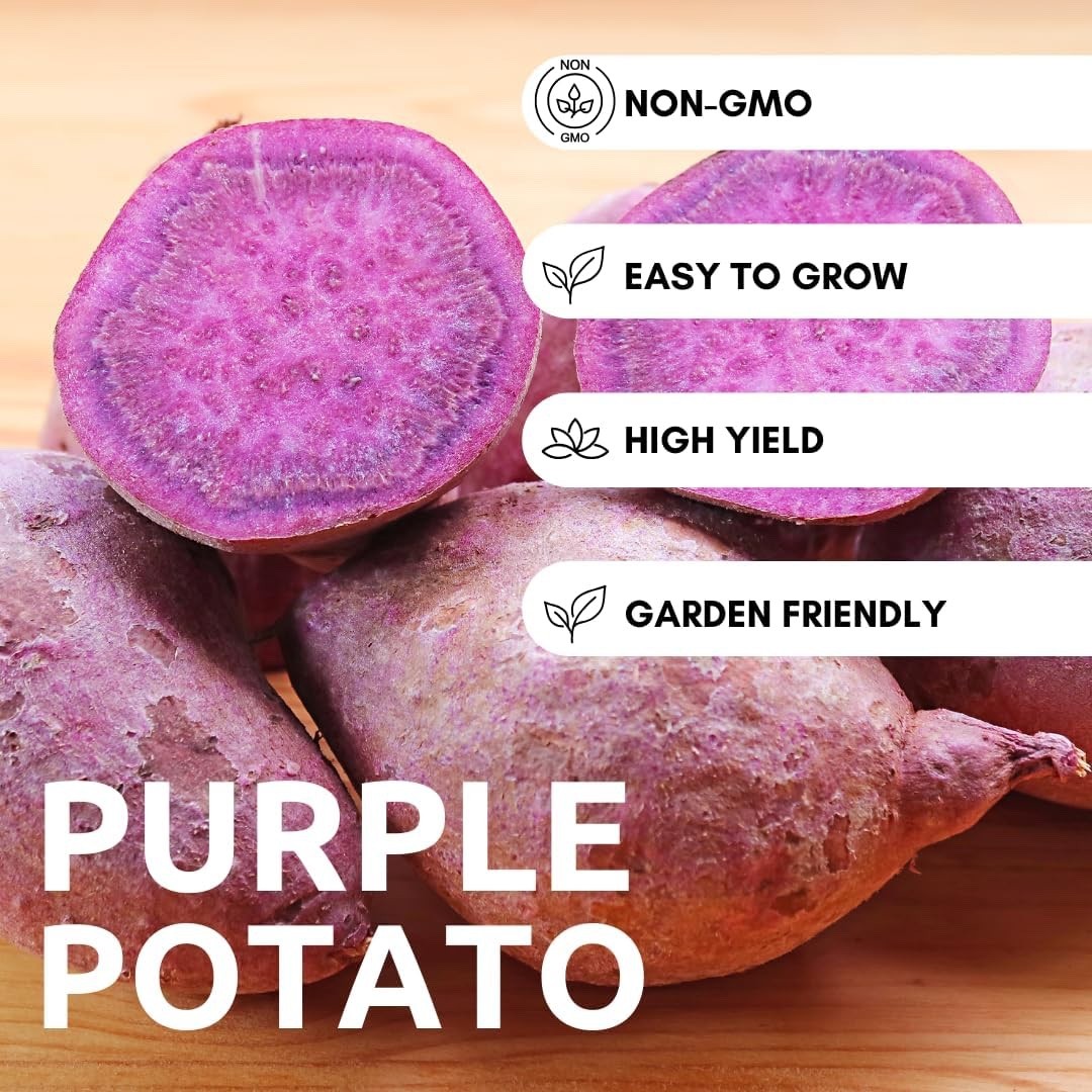 Purple Seed Potatoes for Planting – Easy to Grow (3 Pound Bag) Heirloom Potato