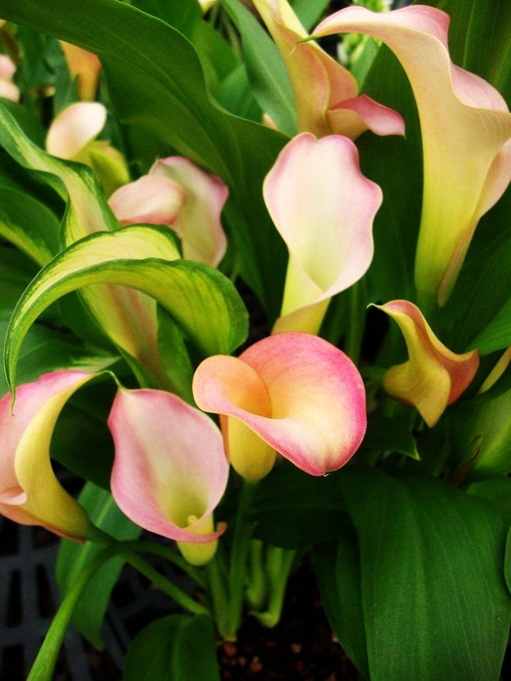 Calla Lily Seeds Beautiful Flowers – 100 Pcs Seeds