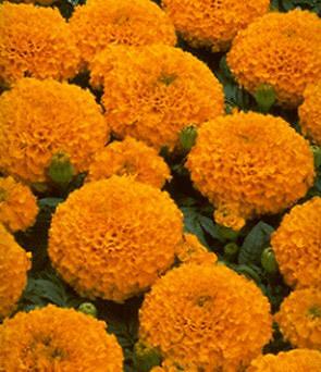 Marigold Marvel II Orange 250 seeds