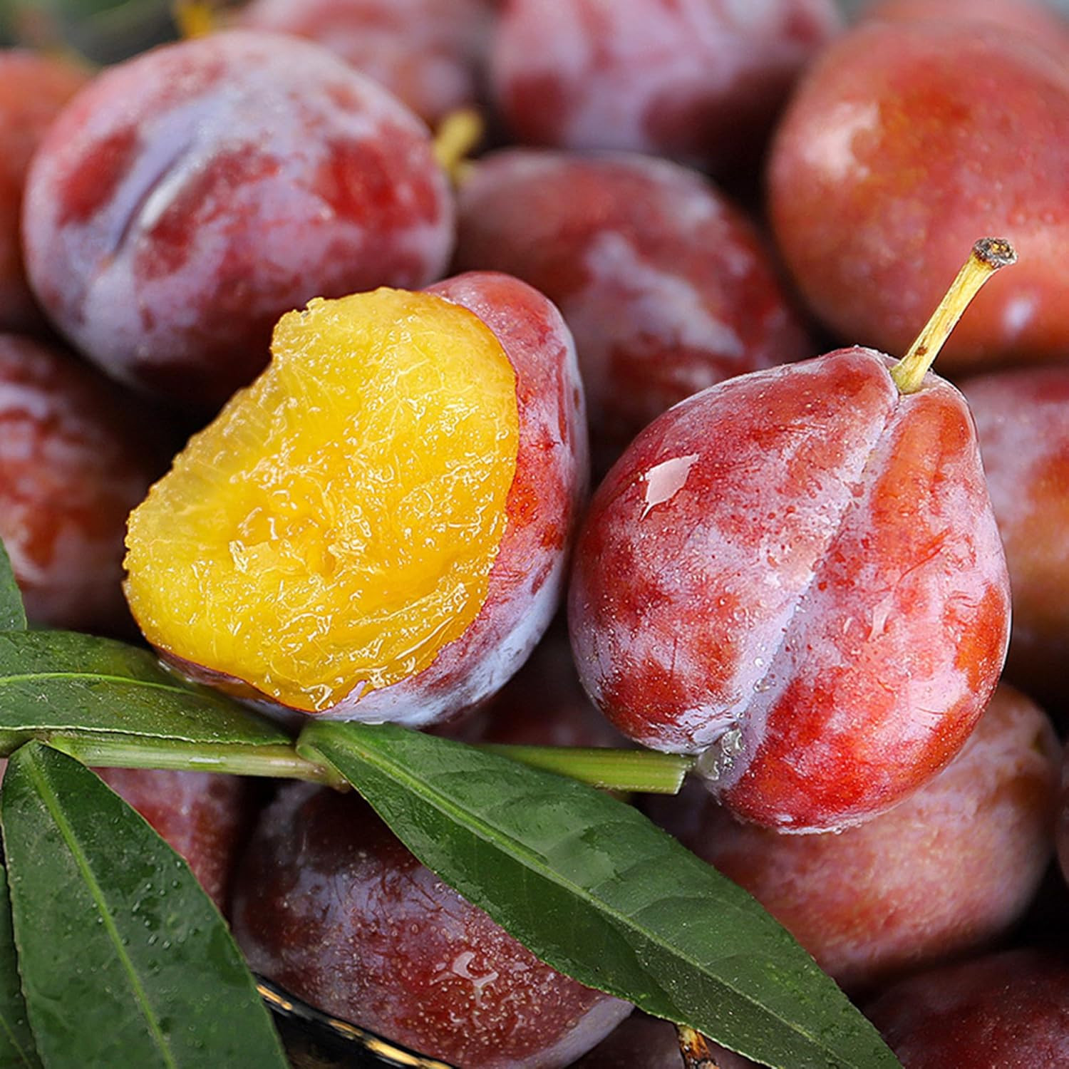 Dwarf Prune Prunus Seeds for Planting Outdoor, 10Pcs Organic Perennial Prune Fru