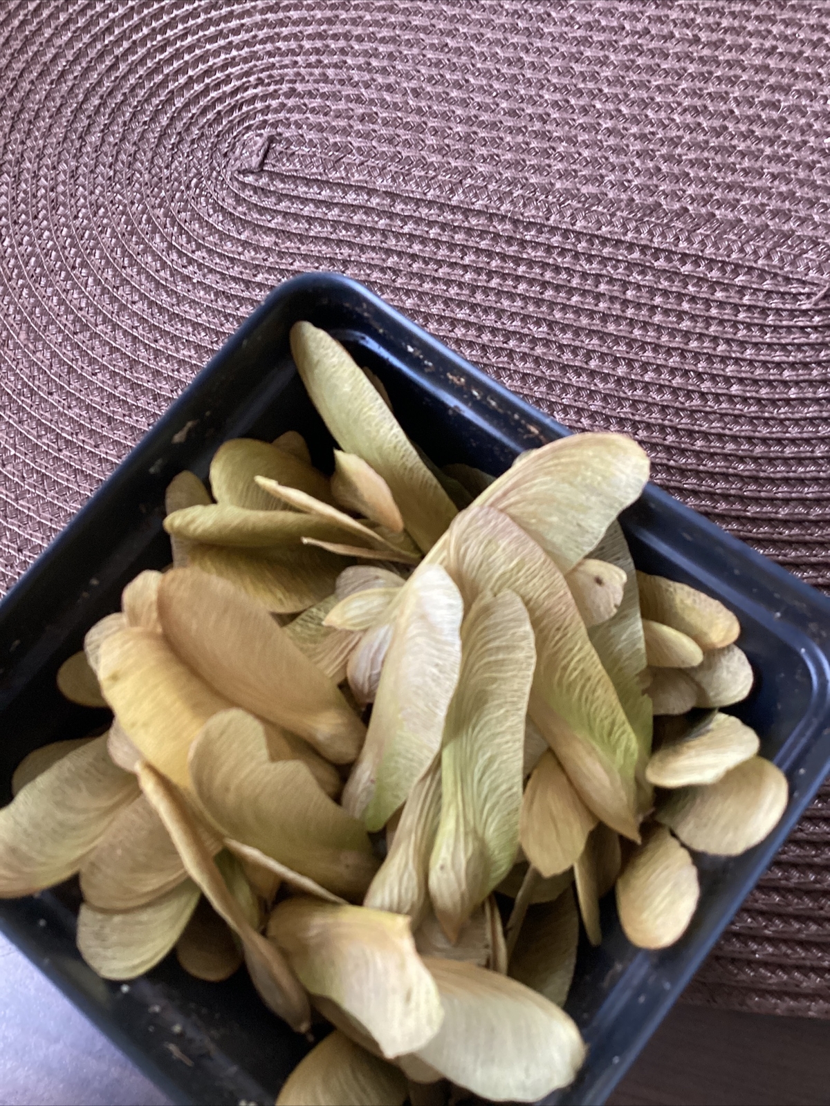 Lot Of Seeds Seads Propellers Maple Tree From My Yard Northeast Massachusetts Ma